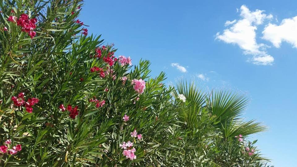 Il Canneto Di Selinunte Marinella di Selinunte Εξωτερικό φωτογραφία